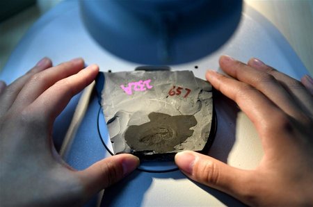 Newly-Discovered Trove of Cambr