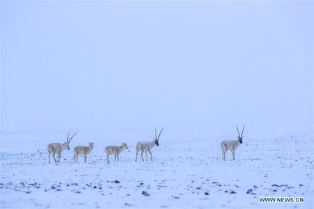 Xinjiang Nature Reserve Sees In